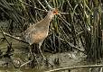 Clapper Rail-4
